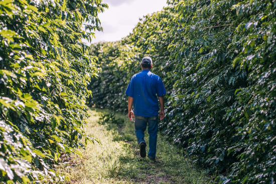 BRAZIL FAZENDA SANTO ANTONIO