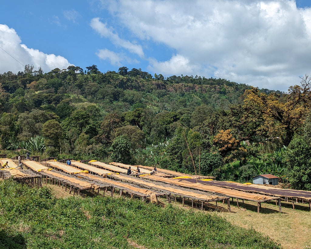 LAYO TERAGA (ETHIOPIA)