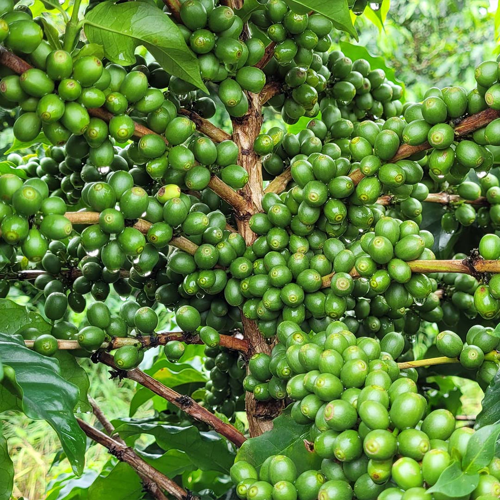 BRAZIL FAZENDA SANTO ANTONIO